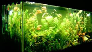 3 week growth planted aquarium time lapse [upl. by Yatnohs]