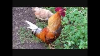 ROOSTER crowing compilation [upl. by Hild]