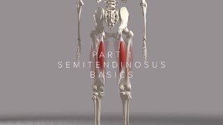 Hamstrings Series Part 1 Semitendinosus Basics 4k Animation [upl. by Whittemore]