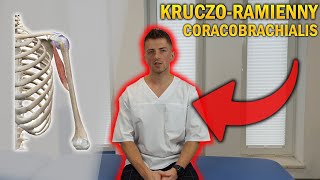 MIĘSIEŃ KRUCZORAMIENNY  CORACOBRACHIALIS  ANATOMIA DLA WSZYSTKICH 2 anatomiadlawszystkich [upl. by Skyler]