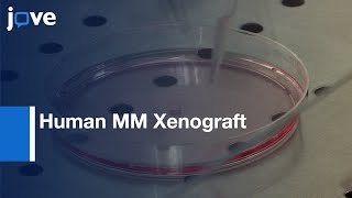 Human MM Xenograft Model to Study Tumor features  Protocol Preview [upl. by Jaynell]