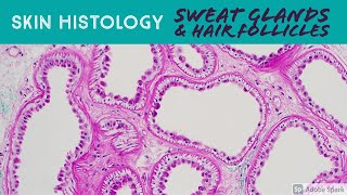 Sweat glands under microscope skin adnexa histology anatomy eccrine apocrine sebaceous hair [upl. by Best780]