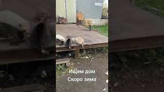 СПб Скоро зима срочно ищем дом котятам [upl. by Affay]