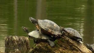 Édeni főbérlők 1rész HD magyar amatőr természetfilm  with english subtitle [upl. by Gnep]