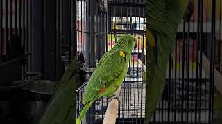 BlueFronted Amazon Parrot at Haaris Pet Centre in Hainault  South American Parrots [upl. by Gwyneth]