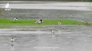 WWT Washington  Wading chicks growing up fast [upl. by Pilihp]