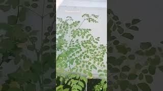 Do pal ki bollywood love bollywoodsongs terracegarde houseplants garden terracegardens [upl. by Ah]