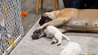 Westie puppies love to play with gentle Bull Mastiff [upl. by Mirabel]