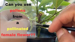 Can you use pollens from a pollinated Atemoya female flower [upl. by Kalk191]