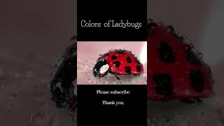 Colors of Ladybugs [upl. by Htebarual]