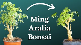 Turning Ming Aralia Plant Into Bonsai [upl. by Oirifrop300]