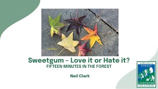 Fifteen Minutes in the Forest Sweetgum  Love it or Hate it [upl. by Catto]