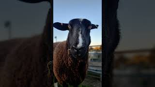 Cute Dorset and Somerset flock [upl. by Oicnerolf]