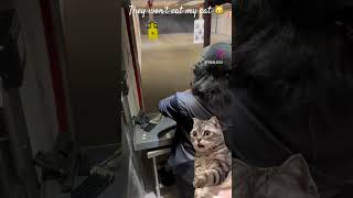 They won’t eat my cat Target practicing Pewpew notmypet funnyshorts viralvideo [upl. by Surbeck]