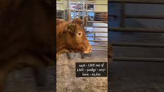 Dry cow for €2620 at Balla Mart [upl. by Adnical]