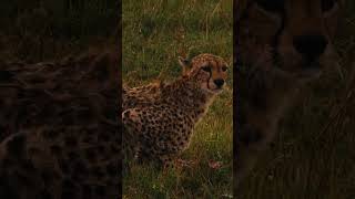 Raising Cubs In the wild  Cheetah mother cheetah [upl. by Corsiglia]