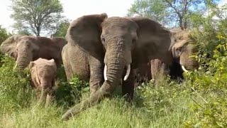 The Incredible Moment Missing Elephant Bull Mambo is Found amp Reunited with His Herd [upl. by Inessa264]