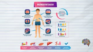 HOMEOSTASIS DEFINITION MEDICAL DICTIONARY [upl. by Hazeghi]