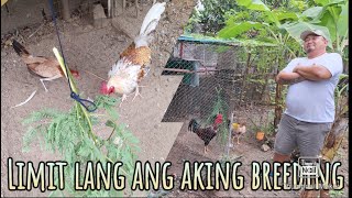 Limit lang ang breeding ko pero sagana sa attention [upl. by Antebi]