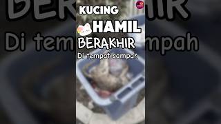 Kucing Hamil berakhir ditempat sampah😥😿😿 [upl. by Doak598]