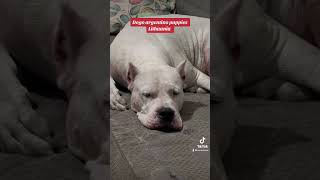 Dogo argentino puppies Lithuania [upl. by Akemehc]