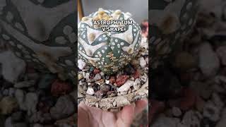 astrophytum cactusandsucculents houseplants videoshorts videoviral [upl. by Anu]