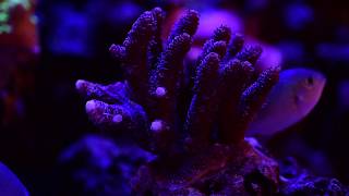 SPS and Acropora coral growth [upl. by Nalani]