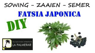 sowing the Fatsia japonica [upl. by Lemal792]