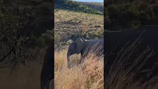 Elephant herd in Pilanesberg National Park wildlife nature southafrica elephant [upl. by Aneeg179]