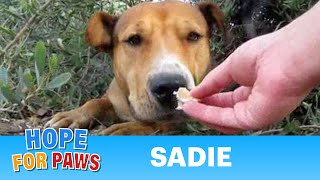 Sadie  dog rescued after living above the 5 FWY for 9 months By Eldad Hagar rescue [upl. by Lehsreh]