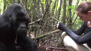 Gorilla Trekking Rwanda  Meeting silverback Agashya [upl. by Cariotta]