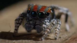 Best Spider Moments  Top 5  BBC Earth [upl. by Salchunas]