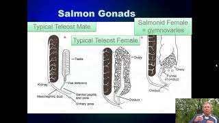 Ichthyology Lecture 20  KY Families  Salmon and Trout [upl. by Emilee]