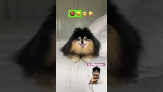 Ekspresi susuai emotion ⁉️Sc MochaPom dog funny cute [upl. by Zechariah]