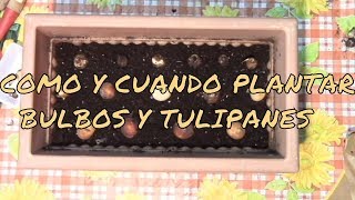 COMO Y CUANDO PLANTAR TULIPANES Y BULBOS PARTE 1 [upl. by Irod]