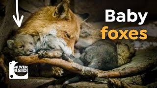 We Went Inside a Den I Cute Red Fox Babies Underground [upl. by Vivia]