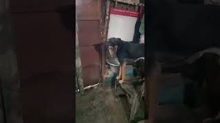 doglover chella pillaikall nicebaby s 😍😍😍 comedy [upl. by Bianchi694]