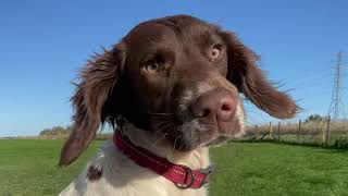 Springer puppys mad zoomies [upl. by Lemal]