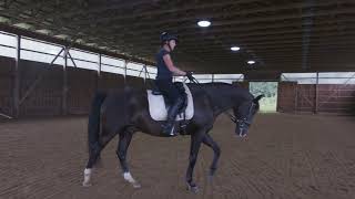 Lesson 2 Control your horses Speed and Perfecting your Posting Trot [upl. by Carin]