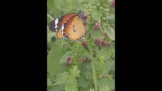 Butterfly Collecting nector from flower of Indian CatmintAnisomelesLottoChokoAdyant nature [upl. by Ellerehc918]