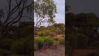 The Australian Arid Lands Botanic Garden [upl. by Annaoi335]