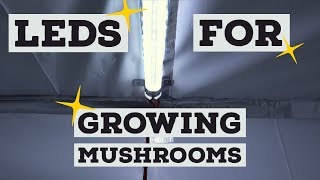 Mushroom Fruiting Chamber Lighting Install  Using LED lights to Grow Mushrooms [upl. by Yanad]