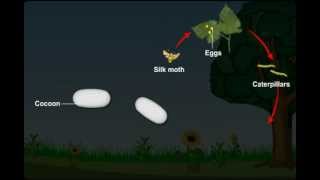 Life Cycle of a Silk Moth from Fibre to Fabric  What is Sericulture [upl. by Nicolle]