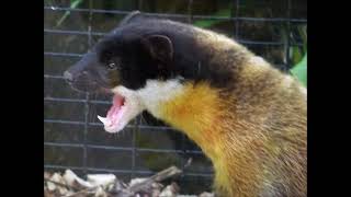 Meet The YellowThroated Marten [upl. by Epillihp]