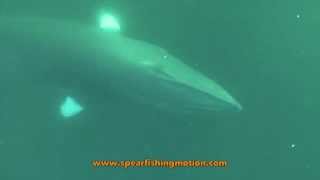 Freediving with two minke whales Apnée avec deux rorquals [upl. by Tahmosh]