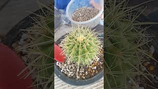 Golden barrel cactus  Cactus repotting How to growing plant at home [upl. by Easton]