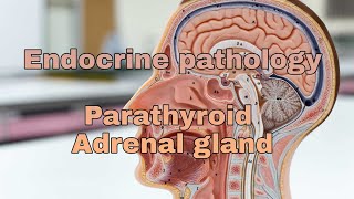 Endocrine pathology lecture Parathyroid and Adrenal gland [upl. by Accissej]