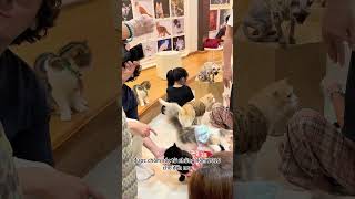 Best cat cafe in Ho Chi Minh city  CATFE [upl. by Trab]