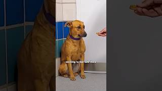 A shy dogs transformationshortvideo shorts animals dog pets love [upl. by Tennes]