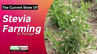 Stevia Farming in Kenya The Current State of Stevia Farming in Kenya [upl. by Anelle896]